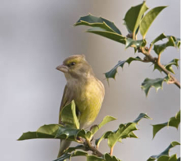 Groenvink op hulst